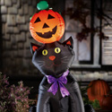 Black Cat w/ Pumpkin Halloween Inflatable