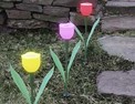 Solar Tulips