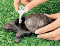Turtle Key Hider/Holder